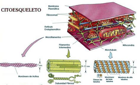 Carlos Eduardo Pinheiro BioquÍmica 8 Citoplasma Citoesqueleto