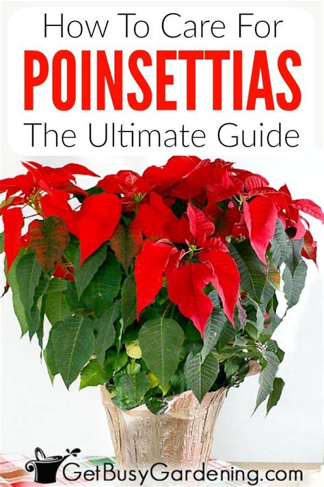 Poinsettia Care Keeping Them Thriving Beyond Christmas