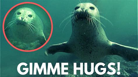 Playful Seal Surprises Diver With A Hug Youtube