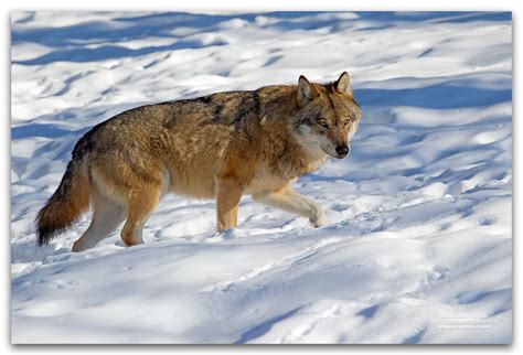 Eurasian Wolf Canis Lupus Lupus Eurasian Wolf Canis Lupus Flickr