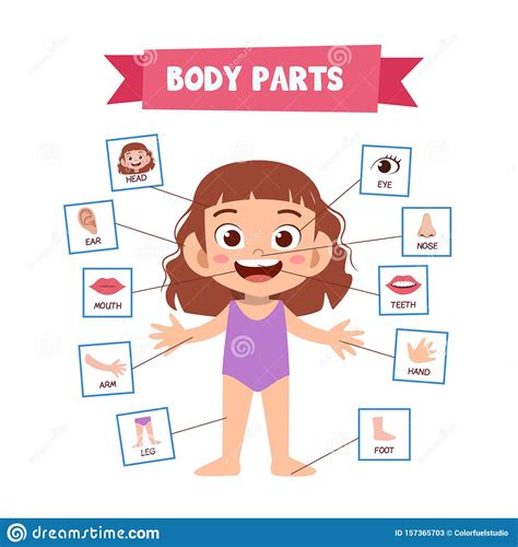 Vector Illustration Of Human Body Stock Illustration