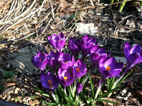 Well drained, neutral to slightly. Early spring blooms in 2012 | Flower Bulb Crazy