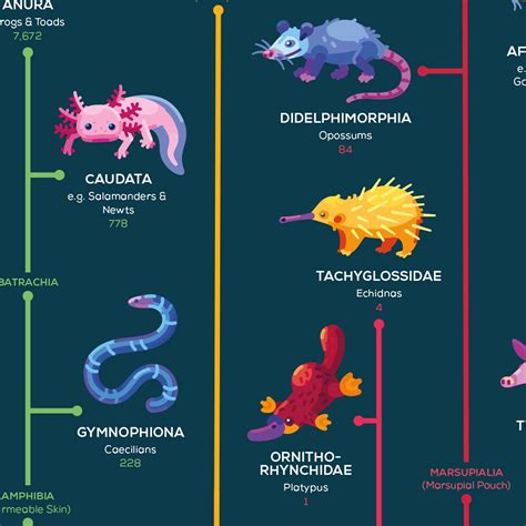 Map of Evolution Poster - in a nutshell - kurzgesagt