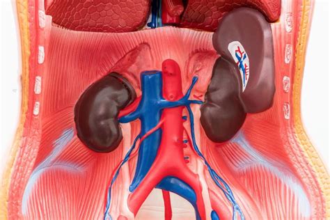 The Spleen Anatomy Function And Disease Anatomy Human Anatomy