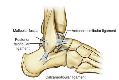 Ankle Joint Talocrural Joint Earths Lab