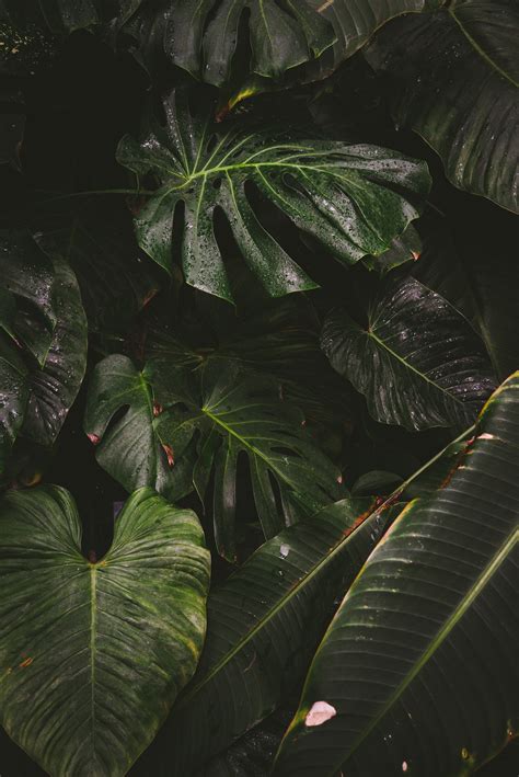 Cool Tropical Green Plant Wallpaper References