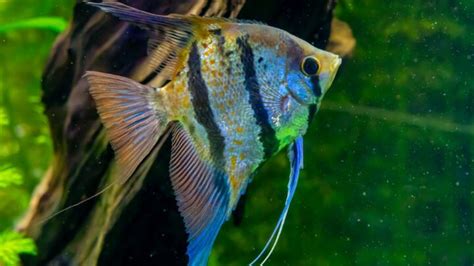 Angelfish Care Advice Everything You Need To Know Avid Aquarist