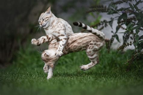What Is The Average Bengal Cats Lifespan Cat Lifespan Bengal Cat Cats