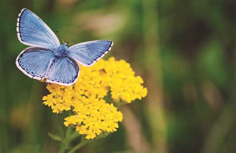 10 Beaux Papillons à Observer Dans Son Jardin Au Printemps Depuis Mon
