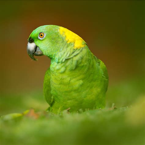 Official twitter account of amazon. Yellow Naped Amazon Health, Personality, Behavior, Colors ...