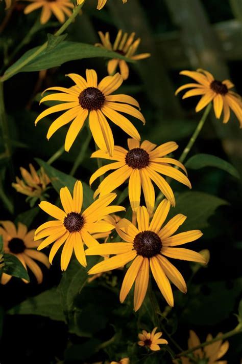 20 Drought Tolerant Plants That Beat The Summer Heat Drought Tolerant