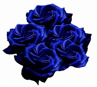 Flowers Rosen Blaue Roses Clipart Vector Forgetmenot