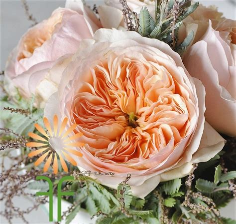 Check spelling or type a new query. Peach Juliet Garden Roses l Bulk Wholesale Flowers ...
