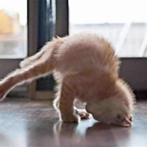 Pin On Yoga Kitties