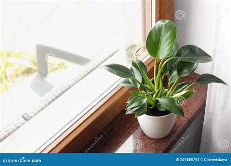 Beautiful Green Houseplant On Window Sill Indoors Space For Text Stock