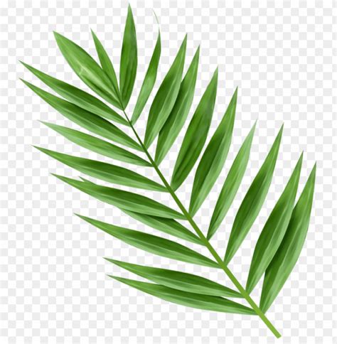 Download Palm Branch Transparent Clipart Png Photo Toppng