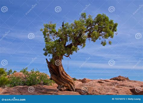 Juniper Tree Standing Alone In Dead Horse Point State Park In Utah