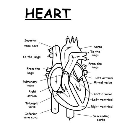 14 Human Heart Drawing With Labels Robhosking Diagram