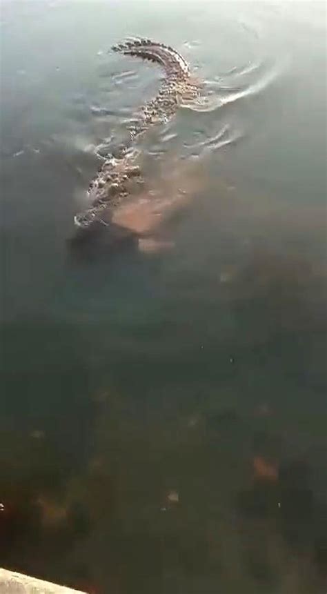 giant croc carries dead man s body through mexican lagoon