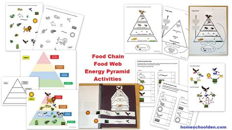 Food Chain Food Webs And Energy Pyramid Worksheets