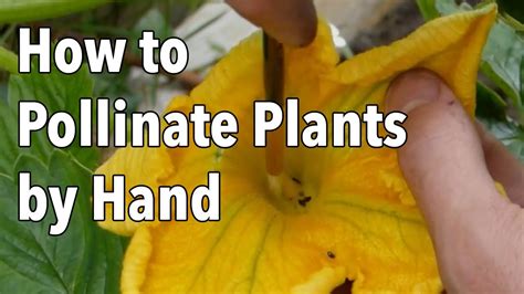 Hand Pollination How To Pollinate Plants By Hand Youtube
