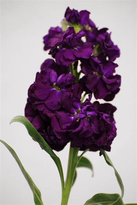 Dark Purple Stock Flower Ocean View Flowers Stock Instead Of Lilacs