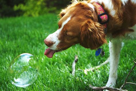 Crazy For Bubbles Brittany Spaniel Spaniels Puppy Love Best Dogs