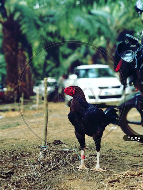 image of indian cock or hen xx062133 picxy