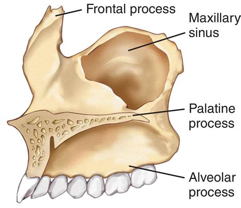 Maxilla Bone Palatine Process Alveolar Process Dentistry Anatomy Bones Dental Anatomy