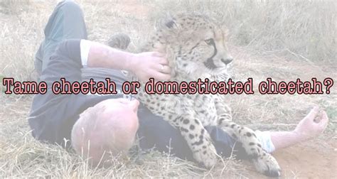 What Is The Difference Between A Tame Animal And A Domesticated Animal
