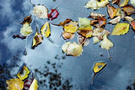 Autumn Leaves Floating In A Puddle Stock Photo Dissolve