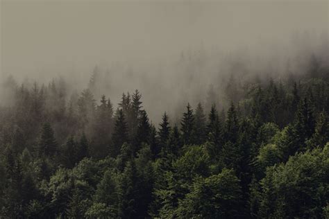 Wallpaper Forest Mist Spruce 2507x1673 Codenamed 1400741 Hd