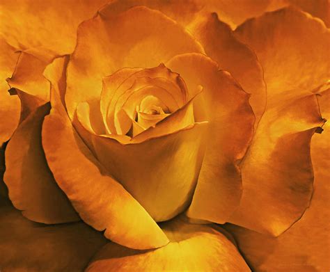 Burnt Gold Rose Flower Photograph By Jennie Marie Schell Fine Art America