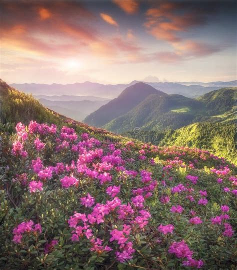 Magic Pink Rhododendron Flowers In The Mountains Stock Image Image