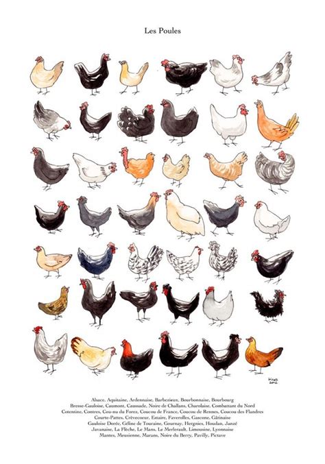 Races De Poules 3 En 2020 Art De Poulet Poulet Dessin