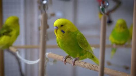 Budgies Parakeet Meant To Be Sound Care Parakeets