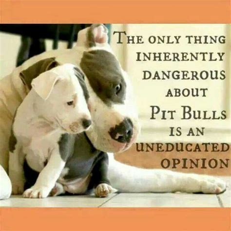 Pitbull Dog Love Quotes Meme Image 09 Quotesbae