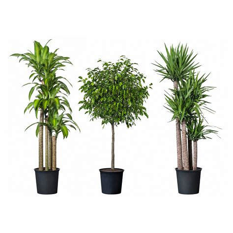 Tropisk Potted Plant Tropical Plant Assorted Species