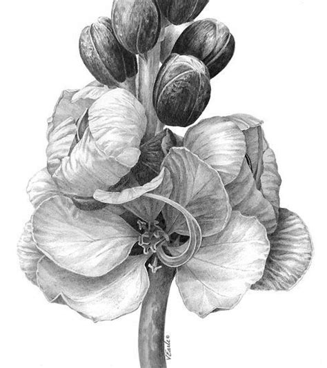 Pin By Maxie Jingles On Pencil Drawings Botanical Drawings Botanical