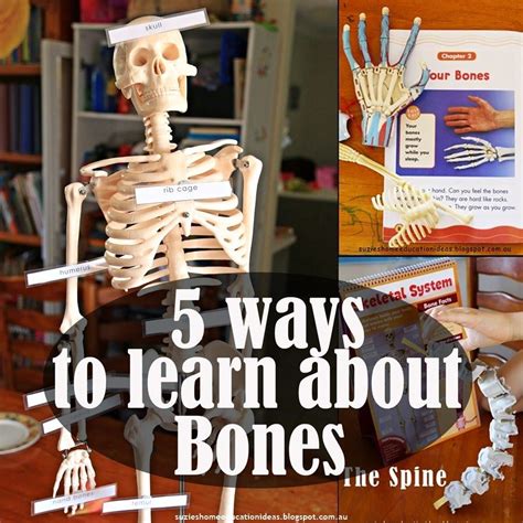 5 Ways To Learn About Bones Learning Science Science For Kids