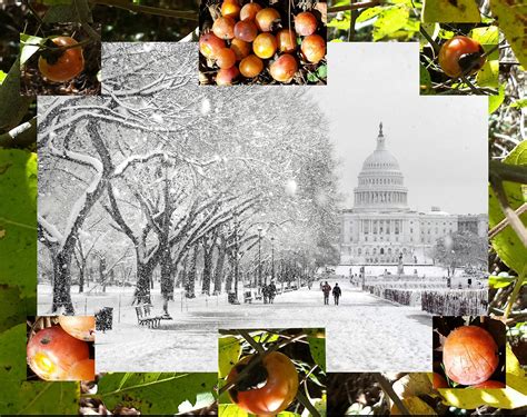 Persimmon Seeds Forecast A Snowy Winter For Washington Dc The