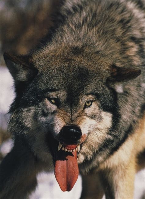 Angry Wolf On Tumblr