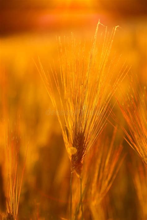 Big Field Of Many Green Young Wheat On Beautifull Sunset Stock Photo