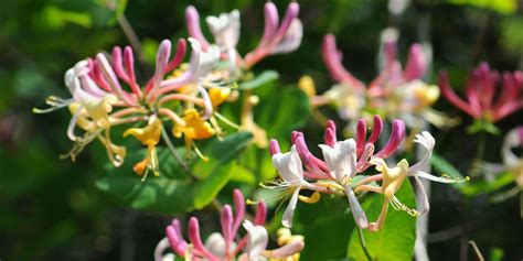 8 Of The Most Fragrant Flowers For Your Garden