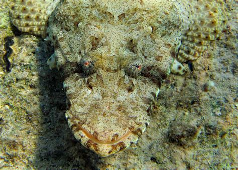 Teppich krokodilfisch im entlegenen riff von pasoso vor sulawesi 1:09 minuten. Teppich Krokodilfisch Foto & Bild | africa, egypt, north ...