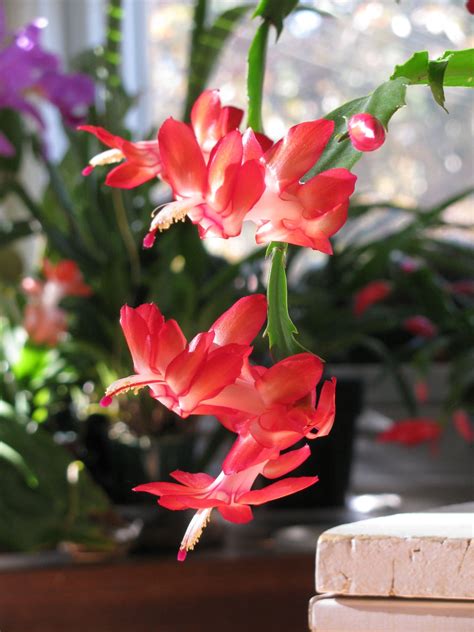 We did not find results for: Red Thanksgiving Cactus | Red thanksgiving, Thanksgiving ...