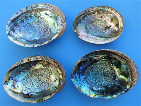 Abalone Shells Wholesale Buy At Atlantic Coral Enterprise