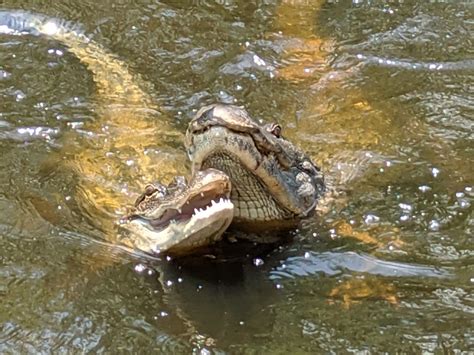 Louisiana Alligators Smithsonian Photo Contest Smithsonian Magazine
