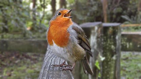 Robin Bird Song Singing With Passion The Loudest Robin Ever Youtube