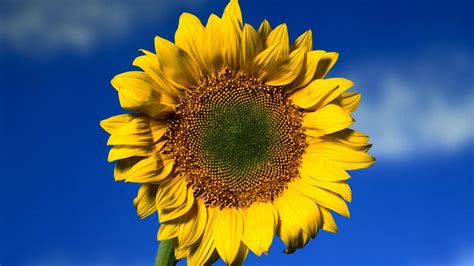 Big Yellow Sunflower Filament In Blue Sky Background Hd Sunflower